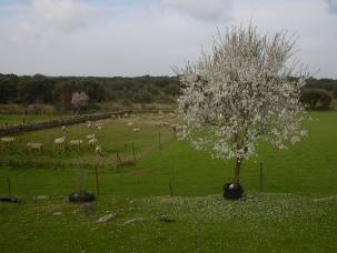 AA